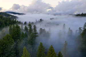 Fog in the forest